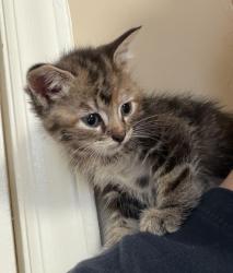 Shelter Stray Female Cat last seen CHARLOTTE, Charlotte, NC 28217