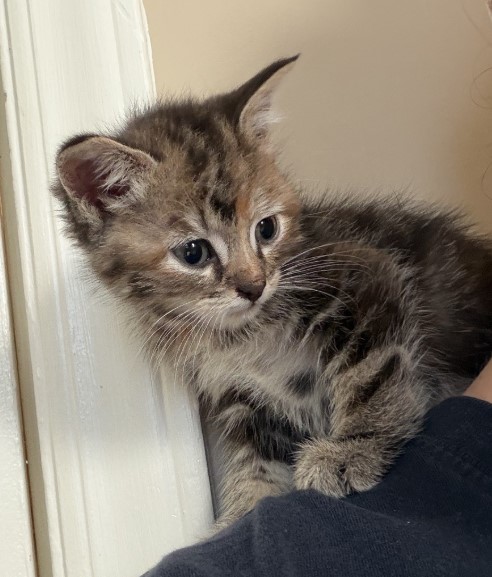 Shelter Stray Female Cat last seen CHARLOTTE, Charlotte, NC 28217