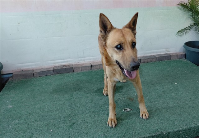 Shelter Stray Female Dog last seen , Irwindale, CA 91706