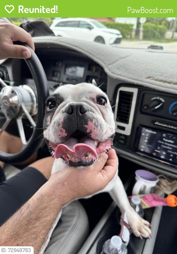 Reunited Male Dog last seen Lejeune Rd & E 16 St, Hialeah, FL 33010