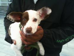 Shelter Stray Female Dog last seen CHARLOTTE, Charlotte, NC 28217