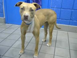 Shelter Stray Female Dog last seen Near BLOCK LOMAS BLVD NE, Albuquerque, NM 87112