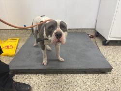 Shelter Stray Male Dog last seen Near BLOCK W PARKWAY ST, DETROIT, MI 48219, Detroit, MI 48211