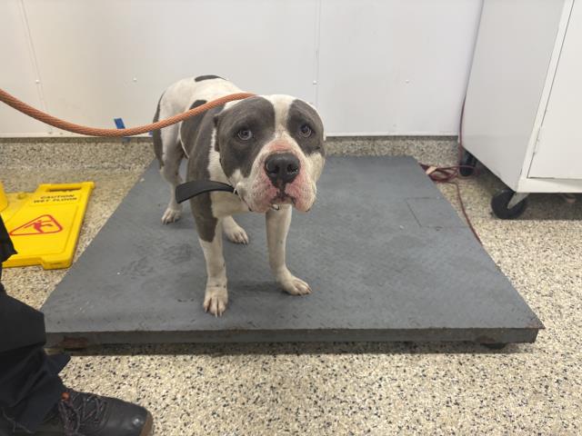 Shelter Stray Male Dog last seen Near BLOCK W PARKWAY ST, DETROIT, MI 48219, Detroit, MI 48211