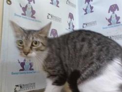 Shelter Stray Female Cat last seen , Orlando, FL 32839