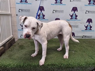Shelter Stray Female Dog last seen , Orlando, FL 32839
