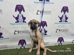 Shelter Stray Female Dog last seen , Orlando, FL 32839