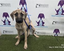 Shelter Stray Female Dog last seen , Orlando, FL 32839