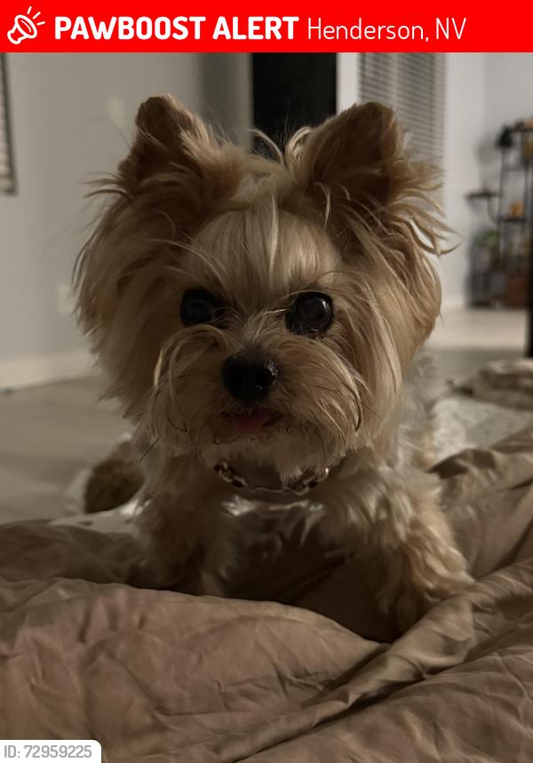 Lost Male Dog last seen Near Preston crest st Henderson Nv 89011, Henderson, NV 89011