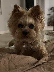 Lost Male Dog last seen Near Preston crest st Henderson Nv 89011, Henderson, NV 89011