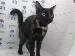 Shelter Stray Female Cat last seen , Orlando, FL 32839