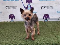 Shelter Stray Male Dog last seen , Orlando, FL 32839