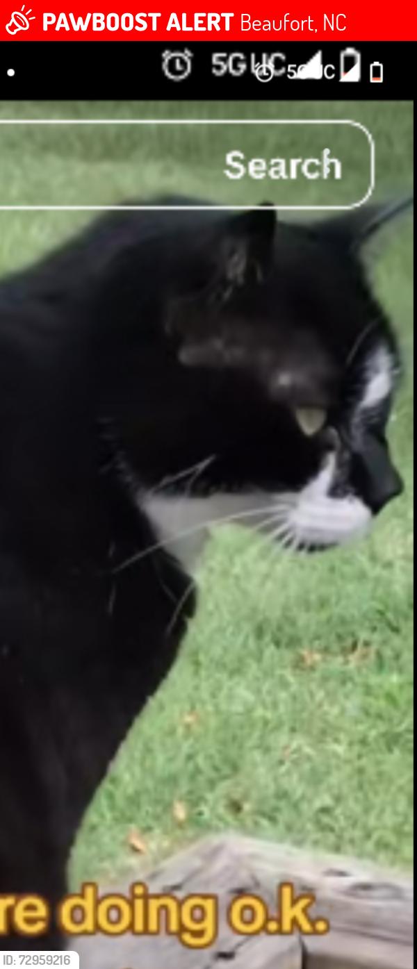 Lost Female Cat last seen East Carteret Corner , Beaufort, NC 28516