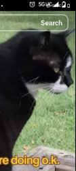 Lost Female Cat last seen East Carteret Corner , Beaufort, NC 28516