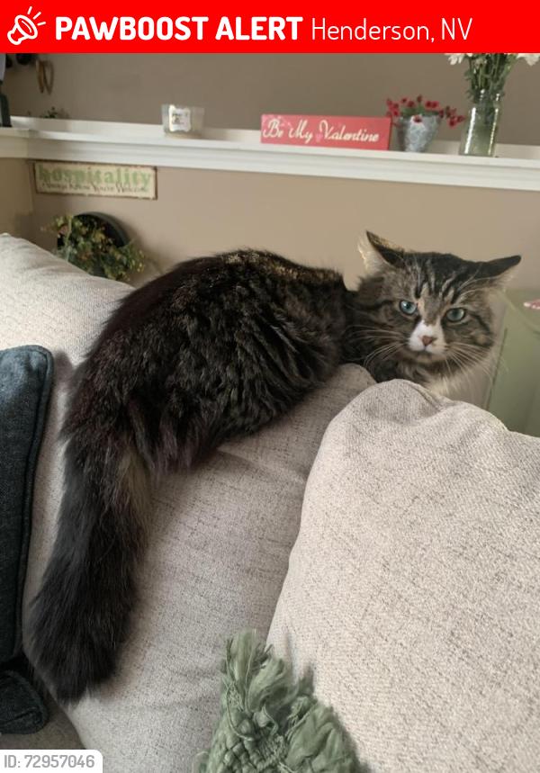 Lost Male Cat last seen Ravenusa and , Henderson, NV 89052
