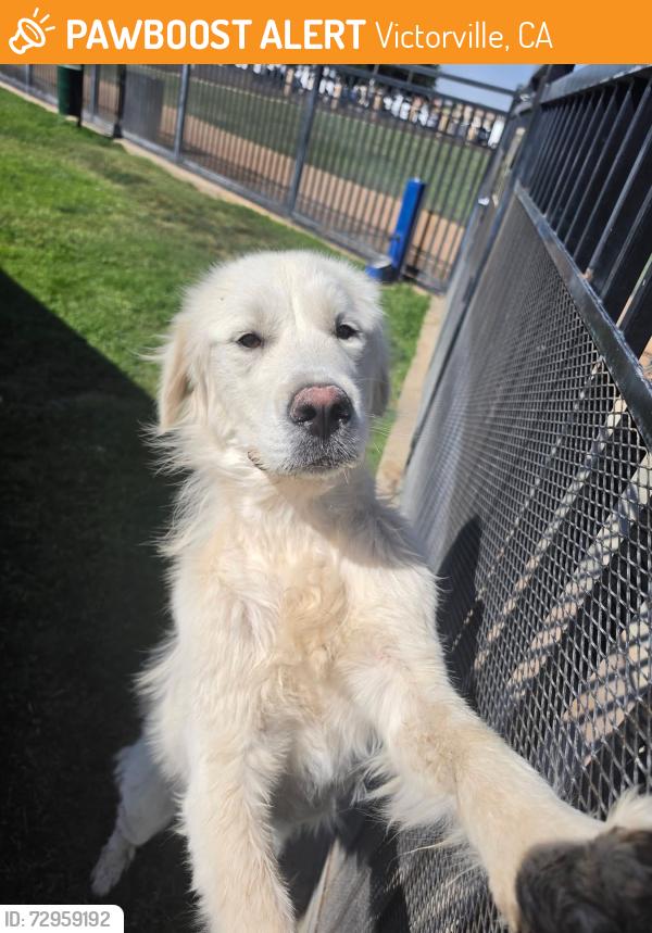 Found/Stray Female Dog last seen Spring valley lake community center , Victorville, CA 92395
