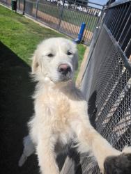 Found/Stray Female Dog last seen Spring valley lake community center , Victorville, CA 92395