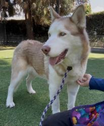 Shelter Stray Male Dog last seen , Los Angeles, CA 91405