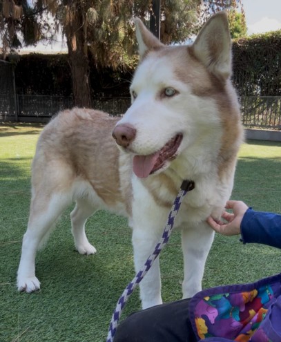 Shelter Stray Male Dog last seen , Los Angeles, CA 91405