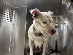 Shelter Stray Female Dog last seen Near BLOCK SE 42ND ST, OKLAHOMA CITY OK 73129, Oklahoma City, OK 73129