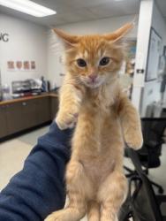 Shelter Stray Male Cat last seen , Los Angeles, CA 91405