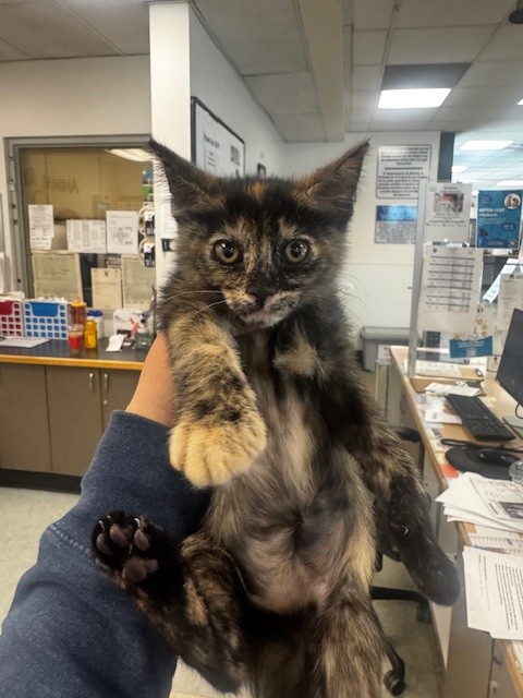 Shelter Stray Female Cat last seen , Los Angeles, CA 91405