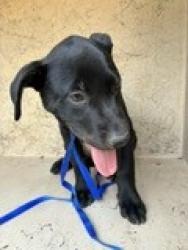 Shelter Stray Male Dog last seen Near BLOCK NE 14TH ST, OKLAHOMA CITY OK 73117, Oklahoma City, OK 73129