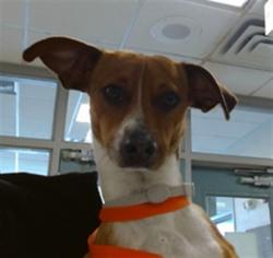 Shelter Stray Male Dog last seen LAKE OVERHOLSER, Oklahoma City, OK 73129