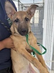 Shelter Stray Male Dog last seen Near BLOCK E CALIFORNIA AVE, BAKERSFIELD CA 93307, Bakersfield, CA 93308