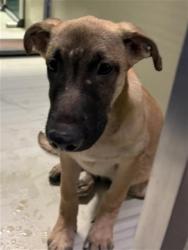 Shelter Stray Male Dog last seen Near BLOCK E CALIFORNIA AVE, BAKERSFIELD CA 93307, Bakersfield, CA 93308