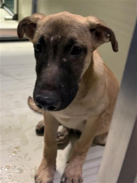 Shelter Stray Male Dog last seen Near BLOCK E CALIFORNIA AVE, BAKERSFIELD CA 93307, Bakersfield, CA 93308