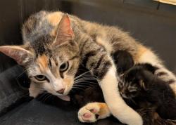 Shelter Stray Female Cat last seen Near BLOCK WILLOW DR, BAKERSFIELD CA 93308, Bakersfield, CA 93308