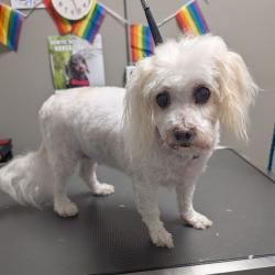 Shelter Stray Female Dog last seen Near BLOCK W TROPICANA AVE, LAS VEGAS NV 89103, Las Vegas, NV 89101