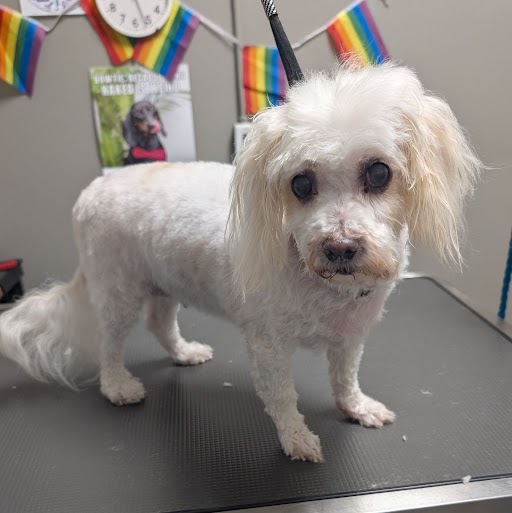 Shelter Stray Female Dog last seen Near BLOCK W TROPICANA AVE, LAS VEGAS NV 89103, Las Vegas, NV 89101