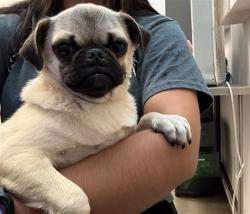 Shelter Stray Male Dog last seen , Tucson, AZ 85745