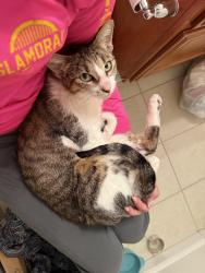 Found/Stray Female Cat last seen Town Center Dr./Shaughnessy Dr., Milpitas, CA 95035