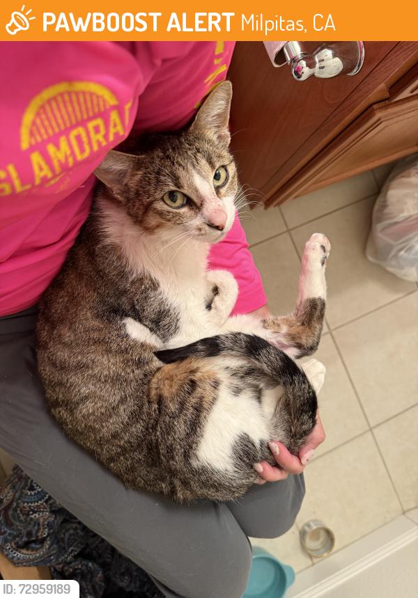 Found/Stray Female Cat last seen Town Center Dr./Shaughnessy Dr., Milpitas, CA 95035