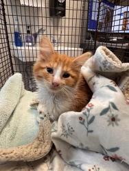 Shelter Stray Female Cat last seen , Tucson, AZ 85745