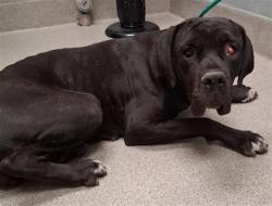 Shelter Stray Female Dog last seen Near BLOCK HUNTINGTON ST, LAS VEGAS NV 89107, Las Vegas, NV 89101