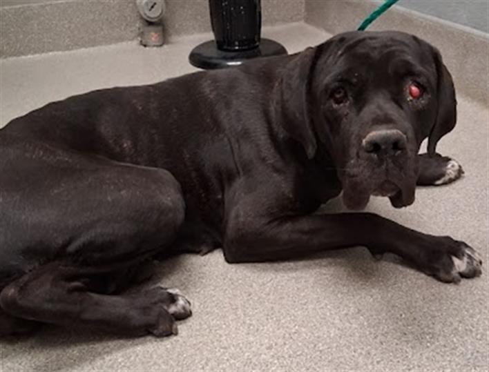 Shelter Stray Female Dog last seen Near BLOCK HUNTINGTON ST, LAS VEGAS NV 89107, Las Vegas, NV 89101