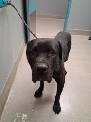 Shelter Stray Male Dog last seen Near BLOCK HUNTINGTON ST, LAS VEGAS NV 89107, Las Vegas, NV 89101