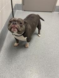 Shelter Stray Female Dog last seen Near , Indianapolis, IN 46221