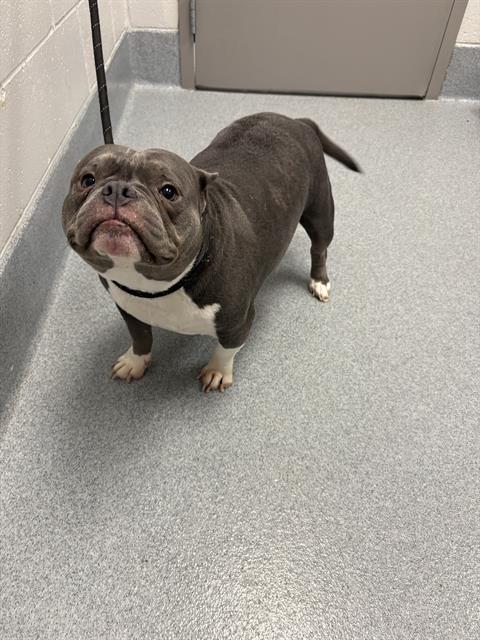 Shelter Stray Female Dog last seen Near , Indianapolis, IN 46221