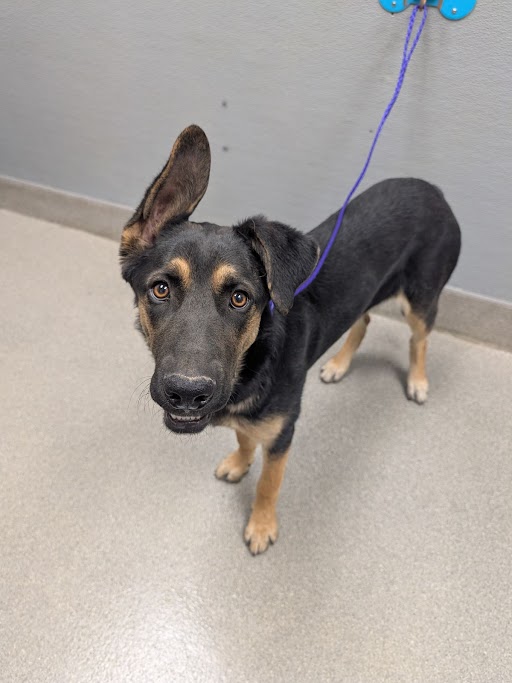 Shelter Stray Female Dog last seen Near BLOCK CANOGA AVE, NORTH LAS VEGAS NV 89030, Las Vegas, NV 89101