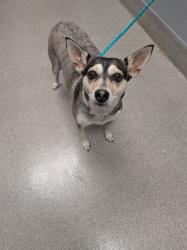 Shelter Stray Female Dog last seen DROPPED AT SHELTER, Las Vegas, NV 89101
