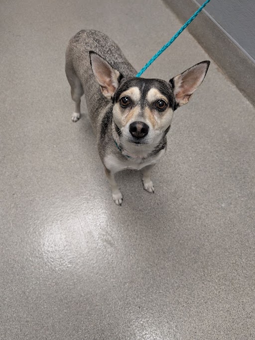 Shelter Stray Female Dog last seen DROPPED AT SHELTER, Las Vegas, NV 89101