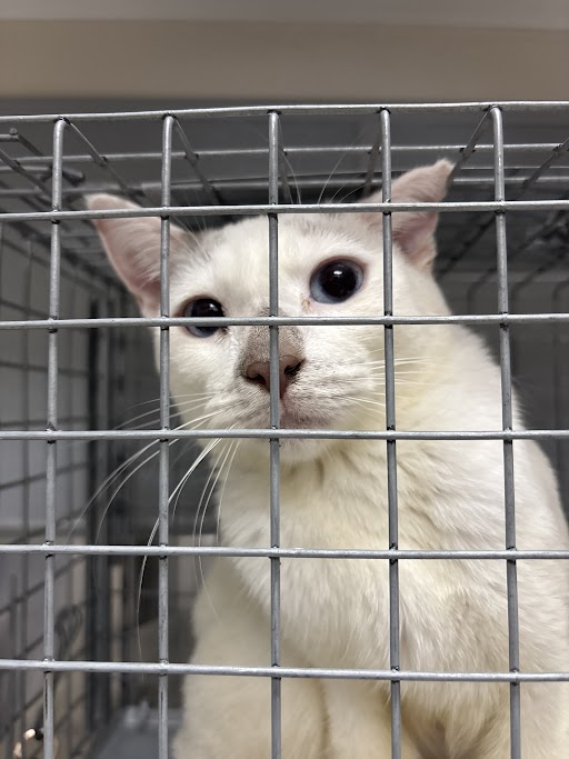 Shelter Stray Female Cat last seen Near BLOCK E CHARLESTON BLVD, LAS VEGAS, NV 89104, Las Vegas, NV 89101