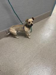 Shelter Stray Male Dog last seen DROPPED AT SHELTER, Las Vegas, NV 89101