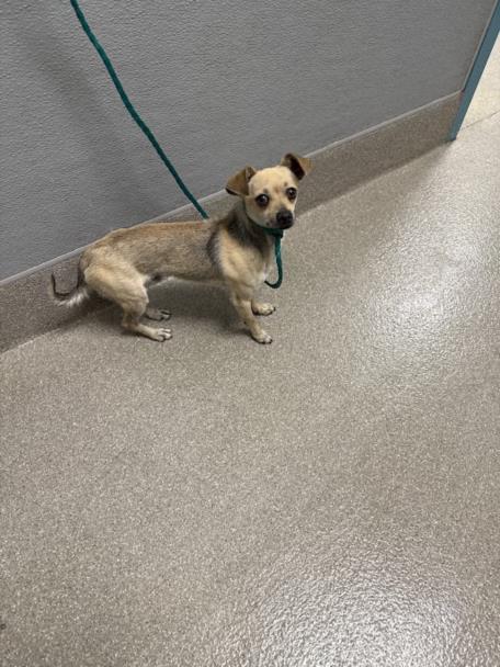 Shelter Stray Male Dog last seen DROPPED AT SHELTER, Las Vegas, NV 89101
