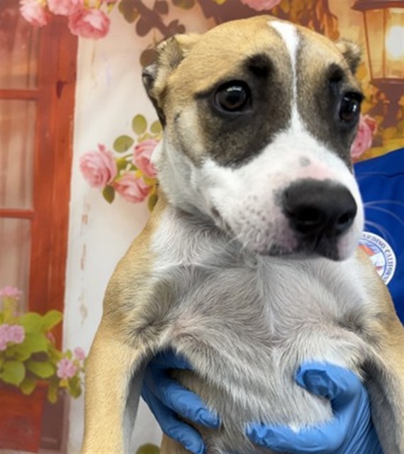 Shelter Stray Male Dog last seen Near BLOCK N WILLOW AVE, San Bernardino, CA 92401